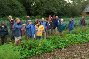 Farm walk. nasturshiums