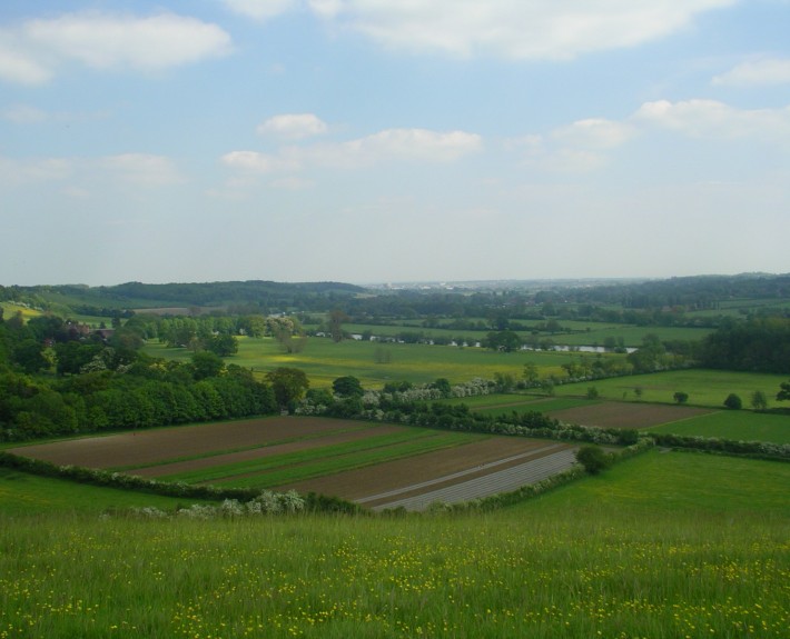 Field