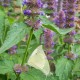 flowers summer 07 026