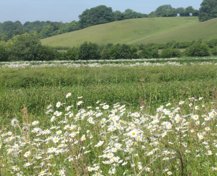 Growing Biodiversity Events