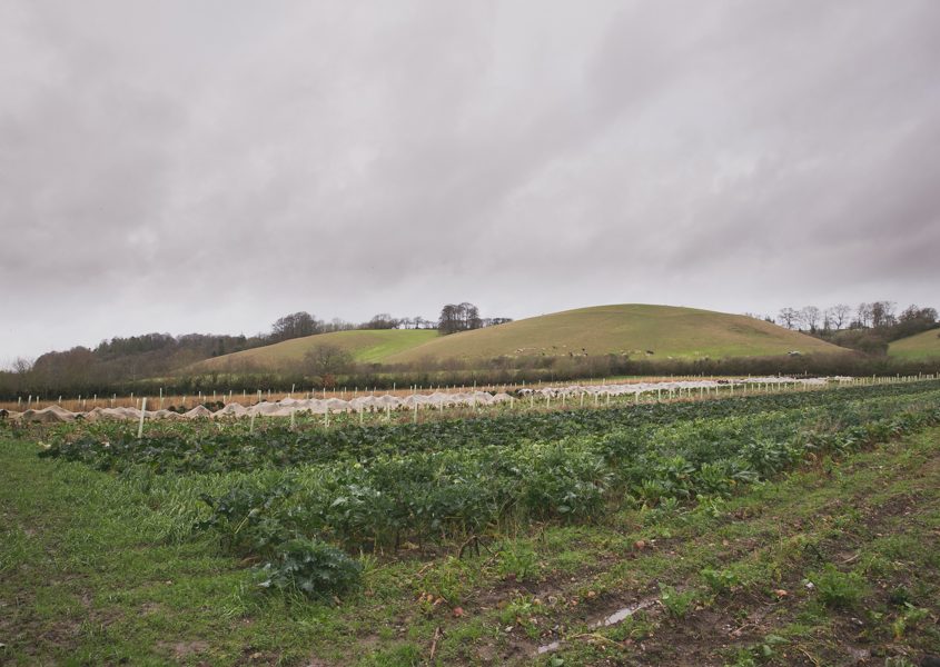 Tollhurst_winter_076