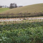 Tollhurst_winter_077