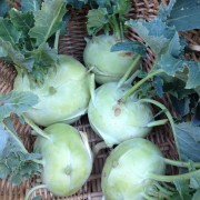 kohlrabi