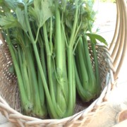 celery